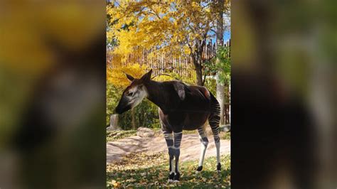 Denver Zoo says goodbye to okapi after significant health decline